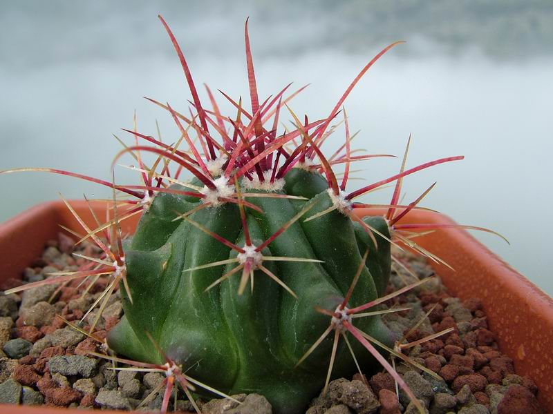 Ferocactus stainesii v. pringlei 