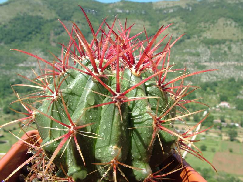 Ferocactus stainesii v. pringlei 