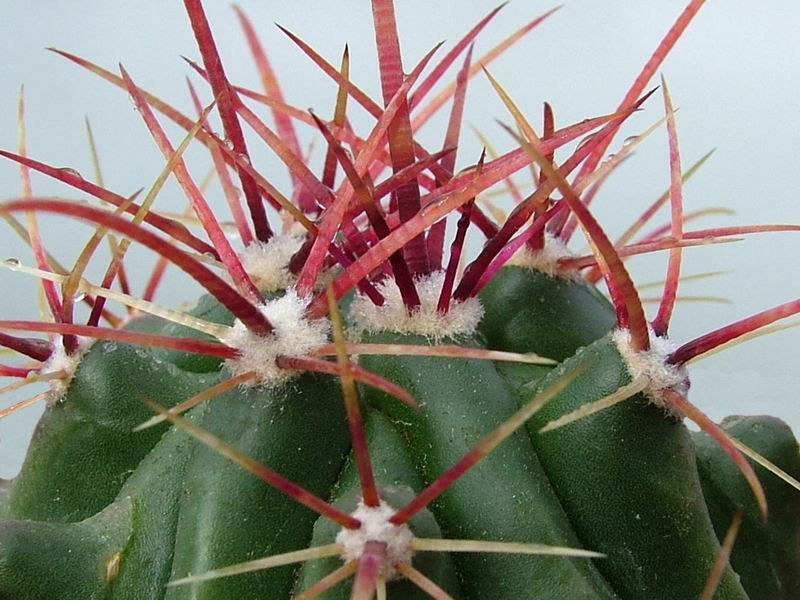 Ferocactus stainesii v. pringlei 