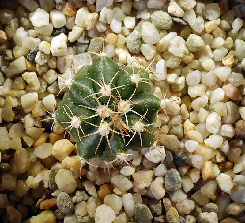 Ferocactus herrerae 