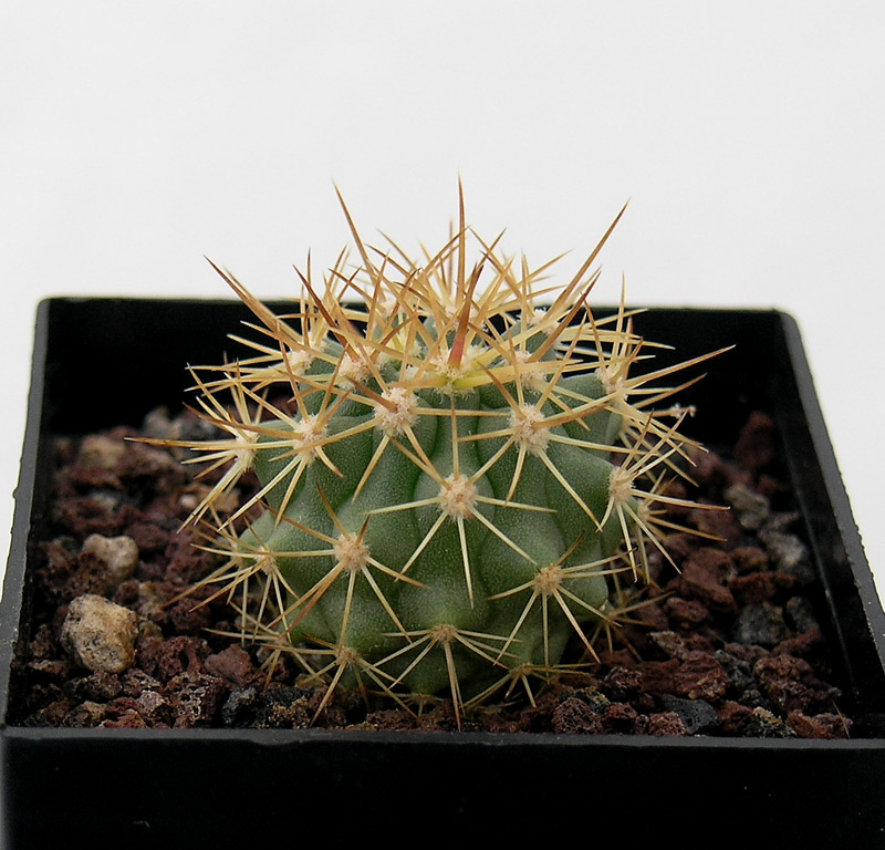 Ferocactus lindsayi 