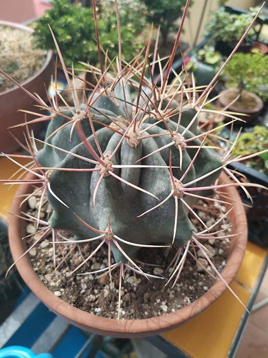 Ferocactus  