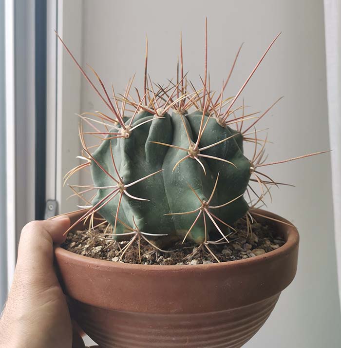 Ferocactus  