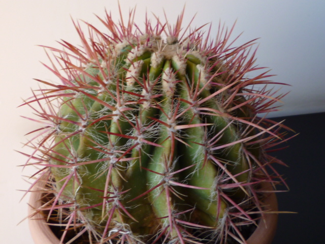 Ferocactus  