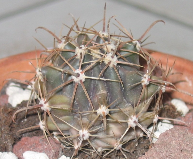 Ferocactus  