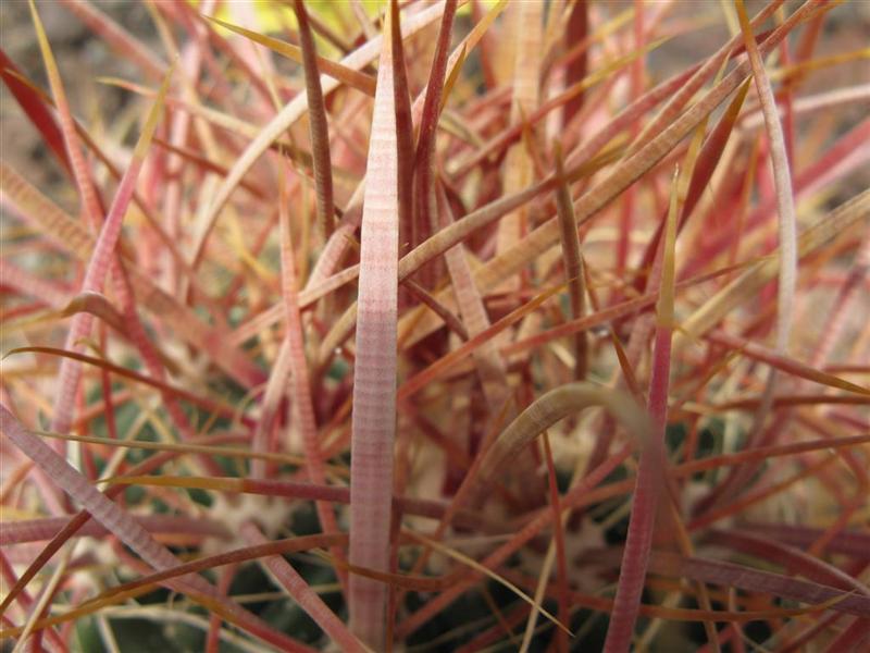 Ferocactus acanthodes 