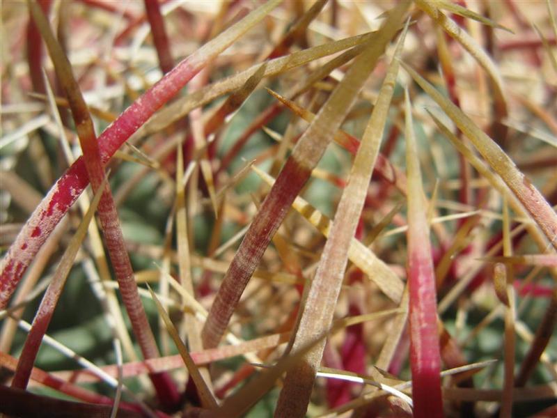 Ferocactus acanthodes 