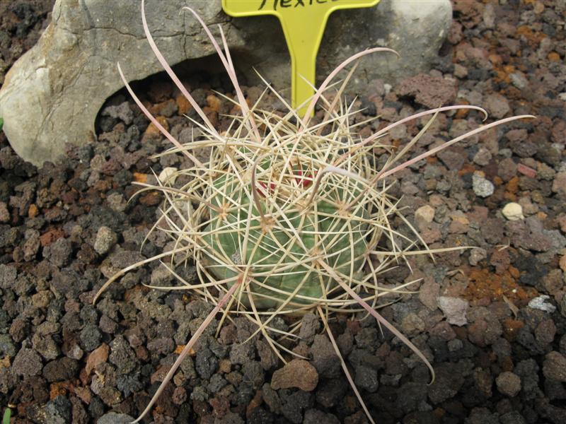 Ferocactus acanthodes 