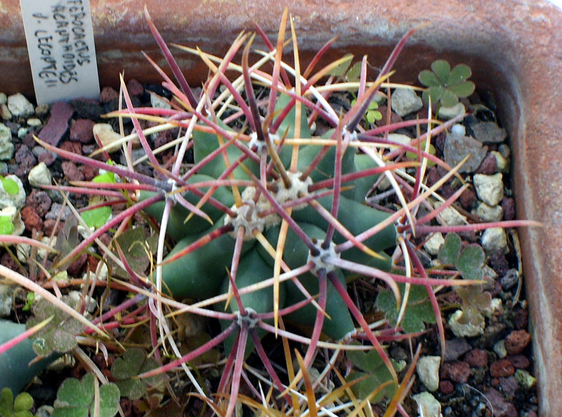 Ferocactus acanthodes v. lecontei 