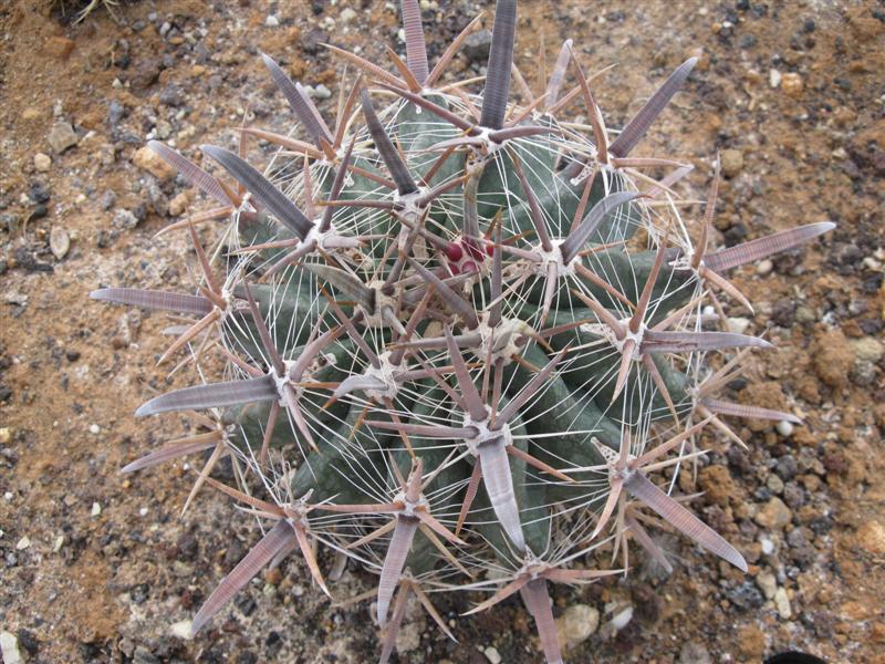 Ferocactus santa-maria 