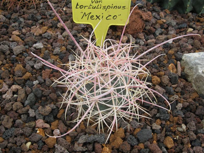 Ferocactus acanthodes v. tortulispinus 