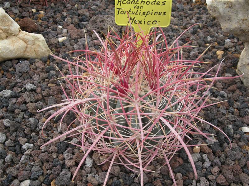 Ferocactus acanthodes v. tortulispinus 