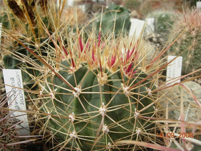 Ferocactus alamosanus 