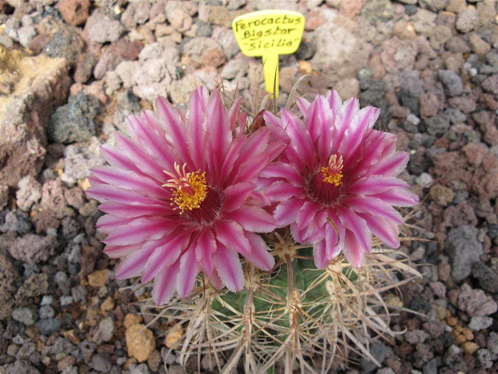 Ferocactus cv. bigstar 