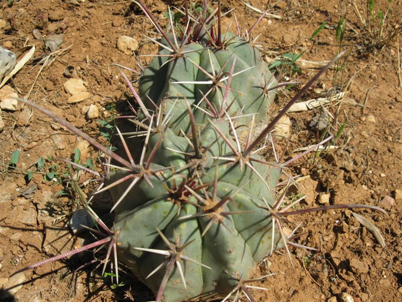 Ferocactus californicus 
