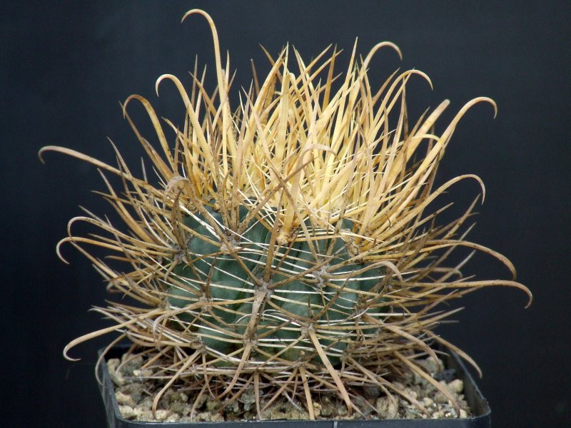 Ferocactus chrysacanthus 