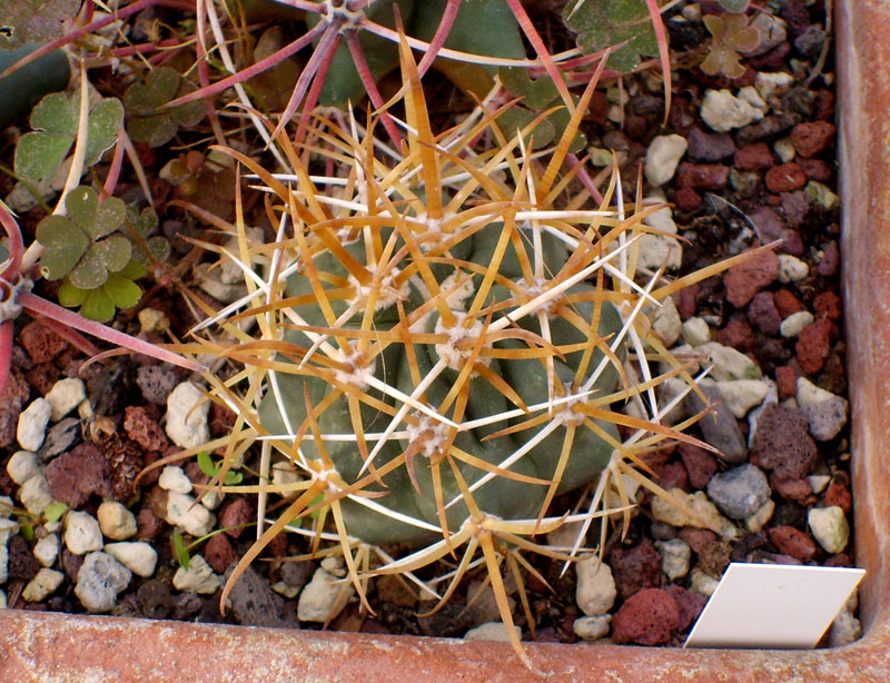 Ferocactus chrysacanthus 