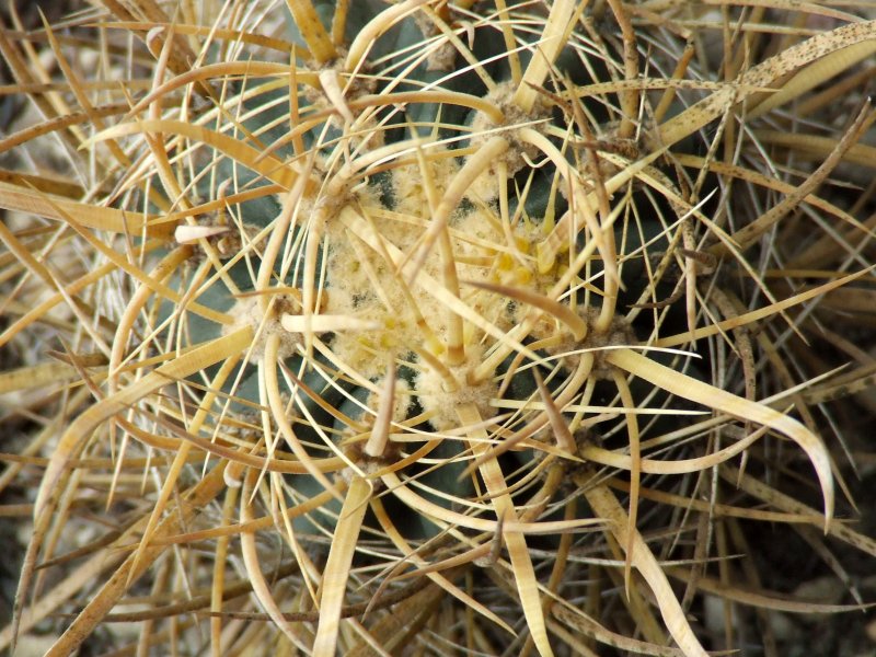 Ferocactus chrysacanthus 