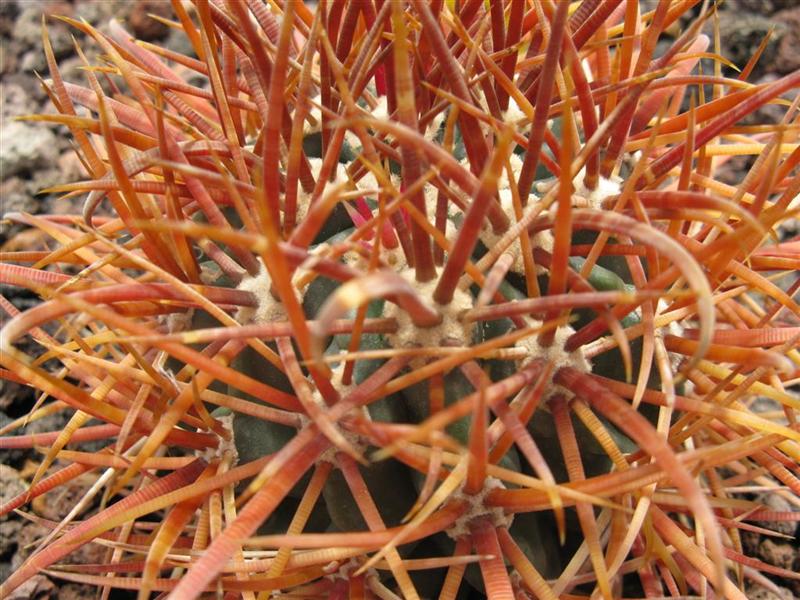 Ferocactus chrysacanthus 