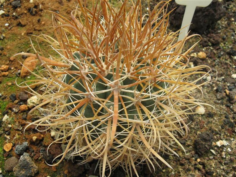 Ferocactus chrysacanthus 