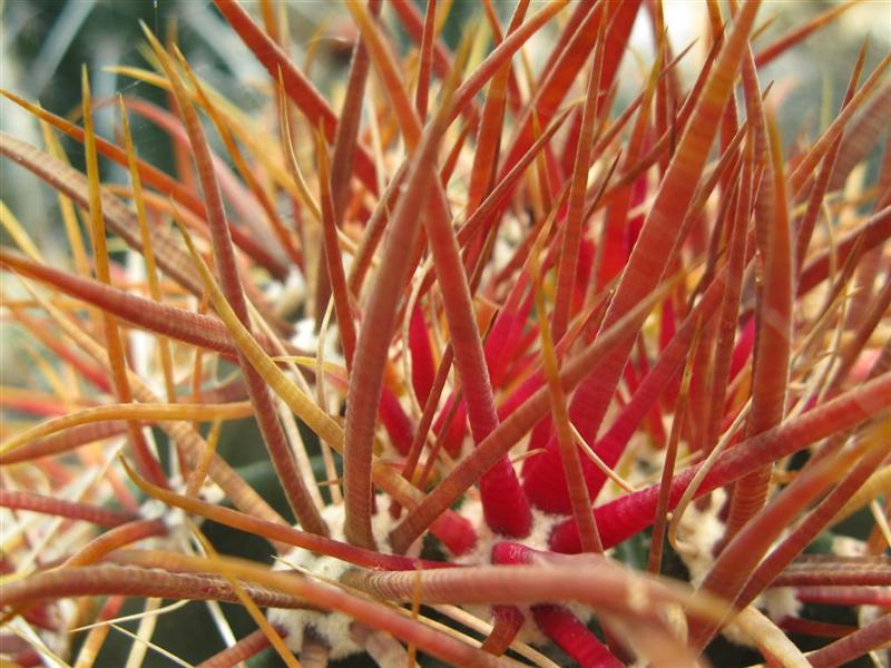 Ferocactus chrysacanthus 