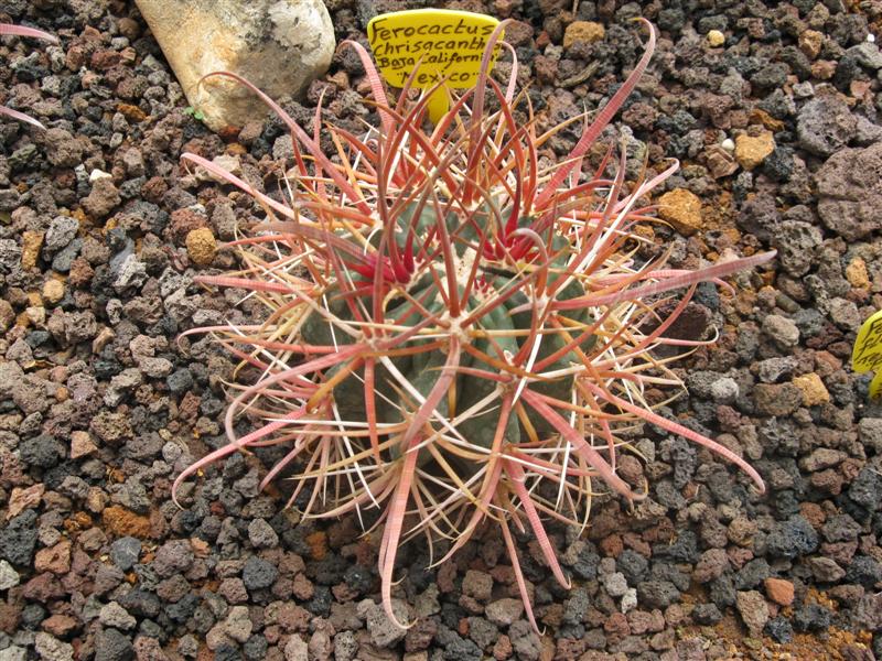 Ferocactus chrysacanthus 