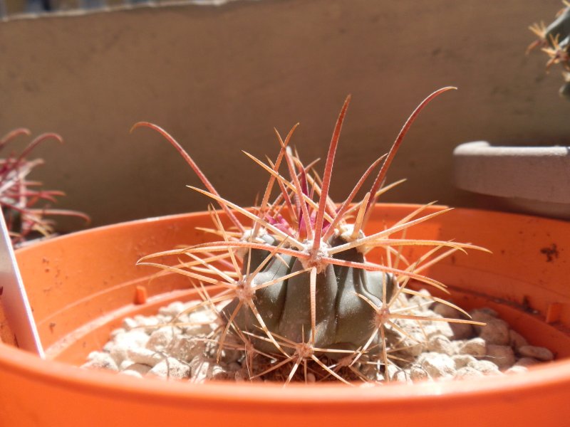 Ferocactus chrysacanthus x acanthodes 