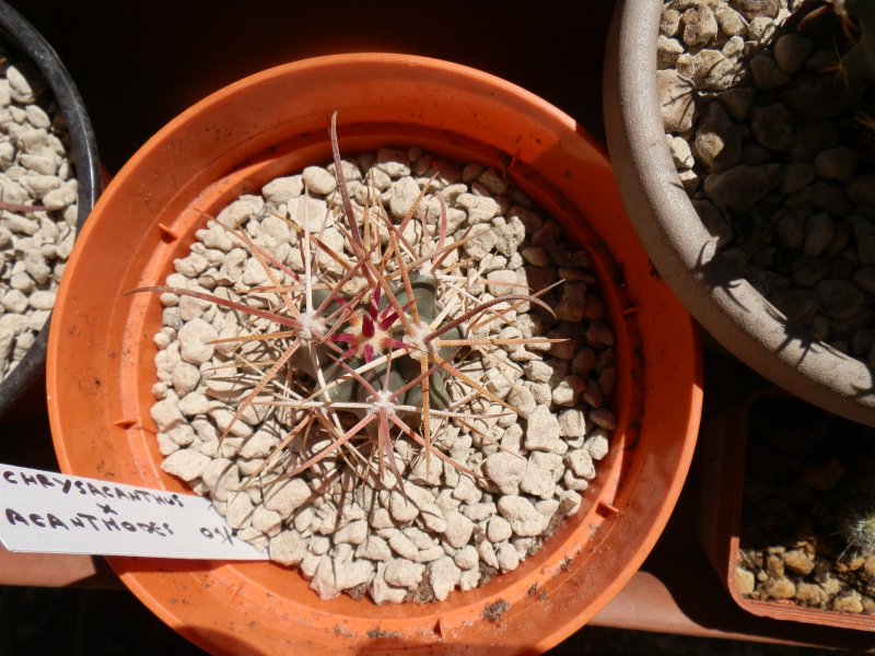Ferocactus chrysacanthus x acanthodes 