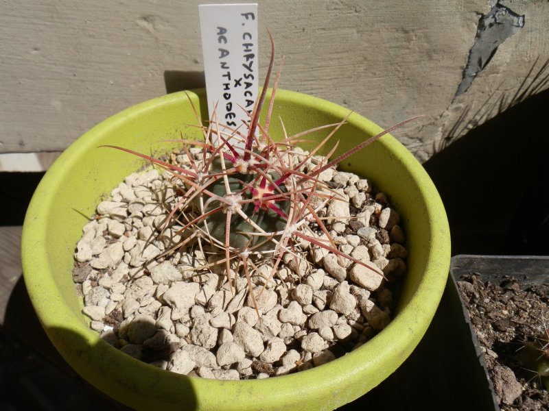 Ferocactus chrysacanthus x acanthodes 