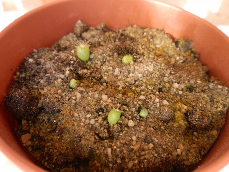 Ferocactus emoryi ssp. covillei 