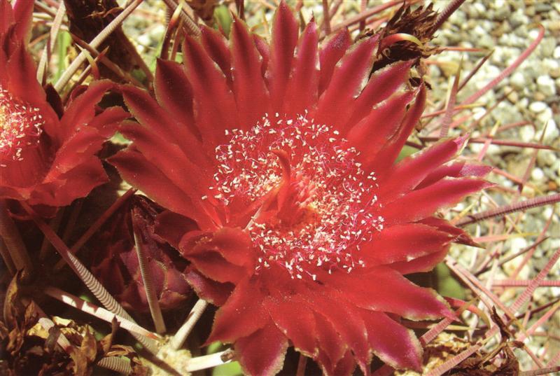 ferocactus covillei