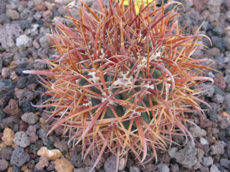 Ferocactus chrysacanthus 