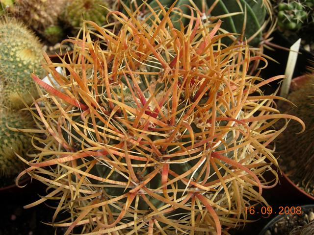 Ferocactus chrysacanthus 