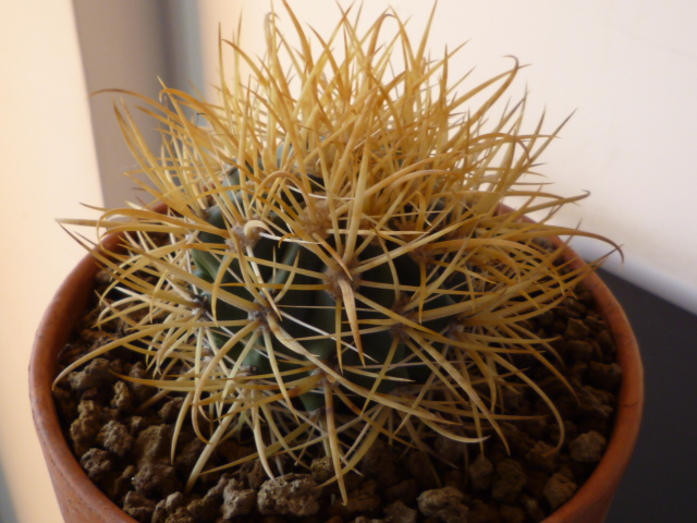 Ferocactus chrysacanthus 