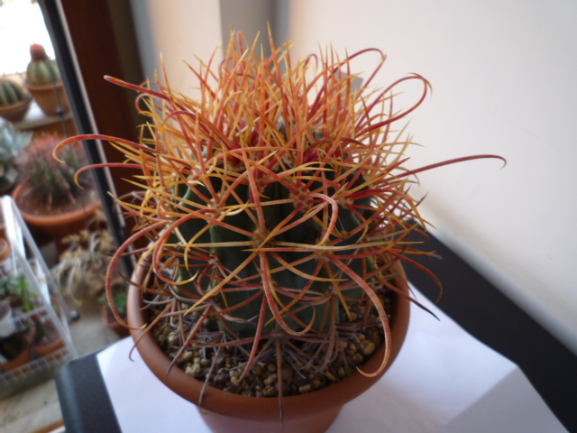 Ferocactus chrysacanthus f. rubrispinus 