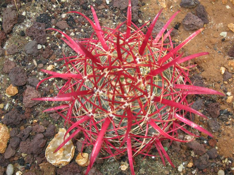 Ferocactus cylindraceus 