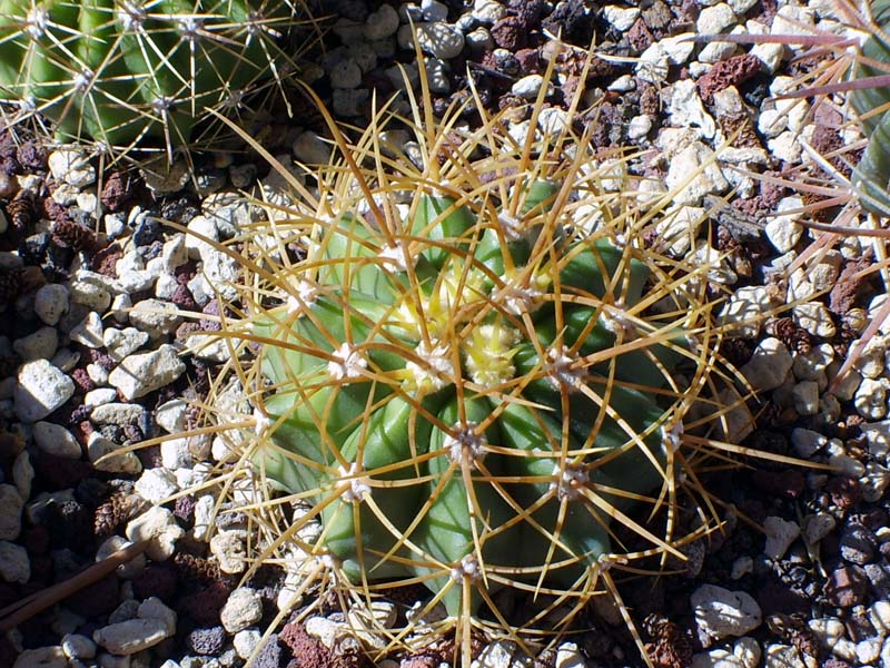 Ferocactus diguetii 