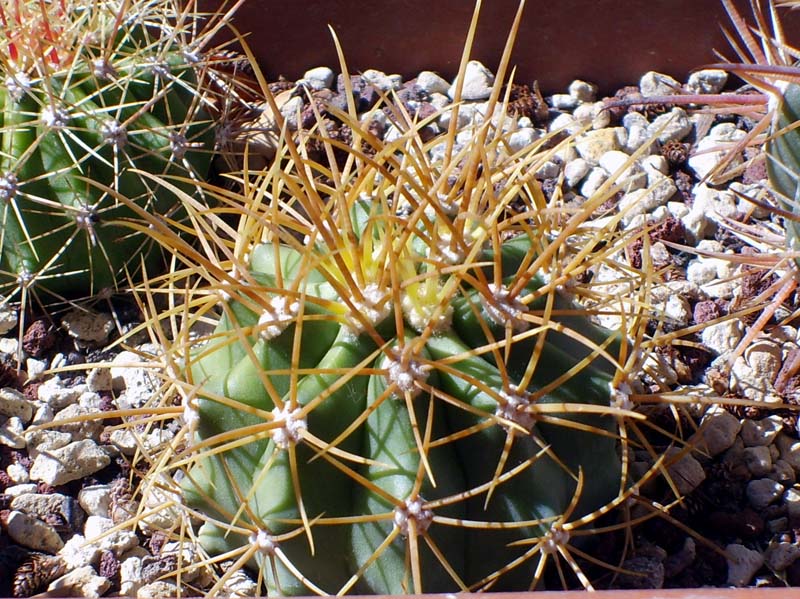 Ferocactus diguetii 