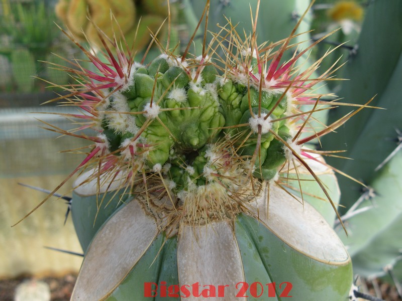 Ferocactus echidne f. monstruosus 