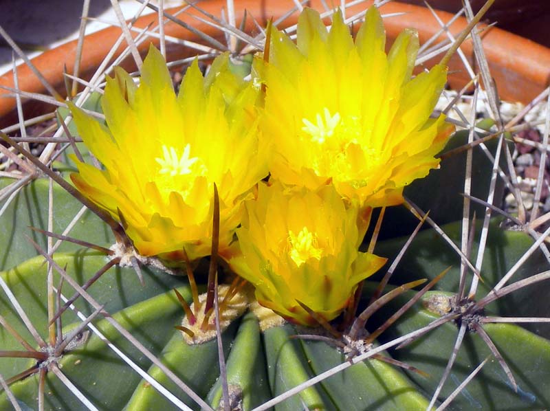 Ferocactus echidne v. victoriensis 