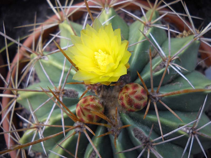 Ferocactus echidne v. victoriensis 