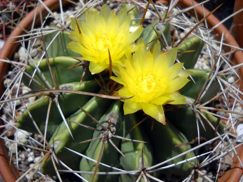 Ferocactus echidne v. victoriensis 