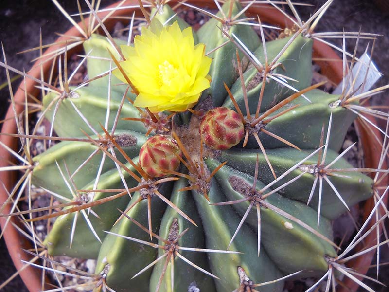 Ferocactus echidne v. victoriensis 