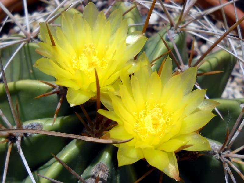 Ferocactus echidne v. victoriensis 