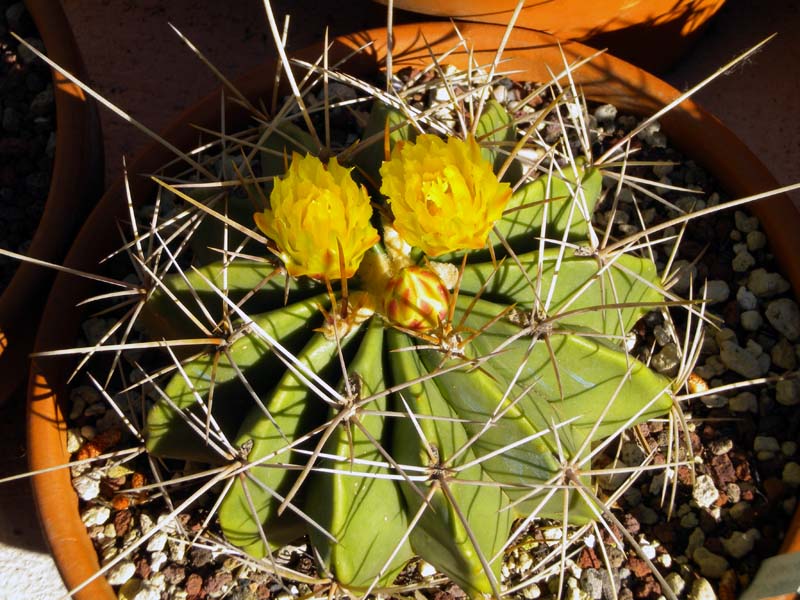 Ferocactus echidne v. victoriensis 