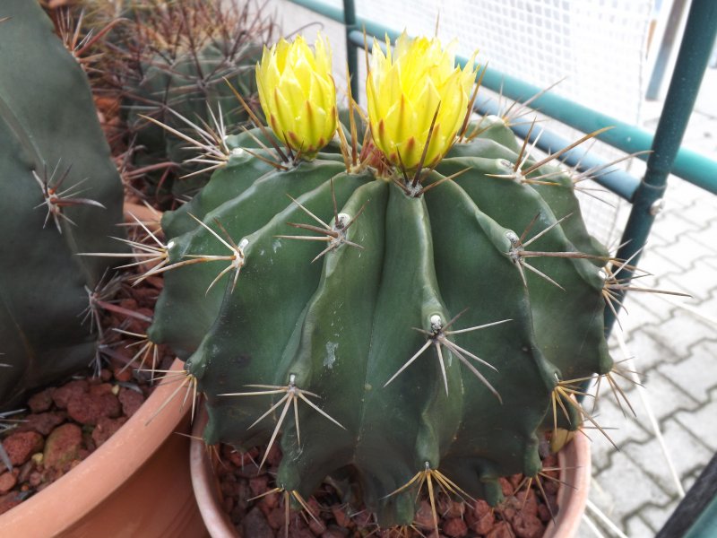 Ferocactus echidne v. rafaelensis PAN 301