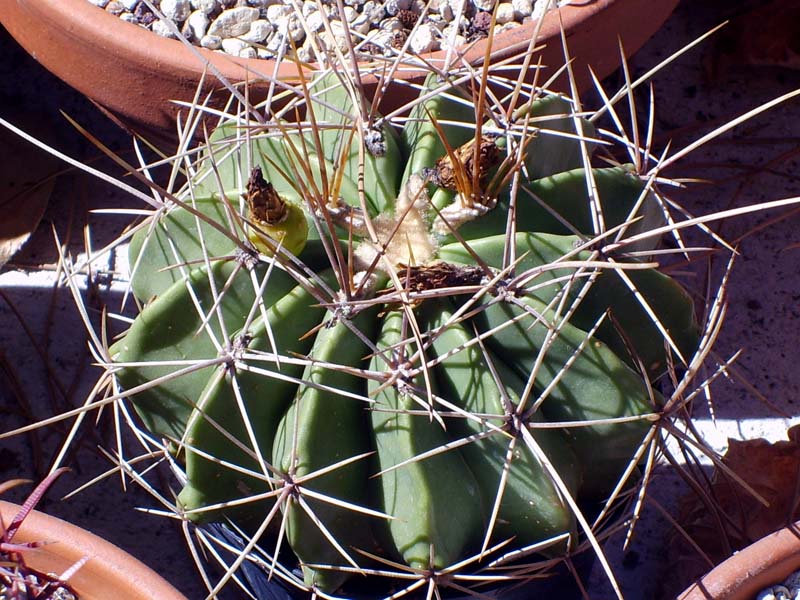 Ferocactus echidne v. victoriensis 