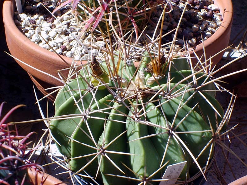 Ferocactus echidne v. victoriensis 