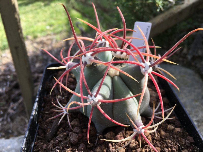 Ferocactus emoryi 
