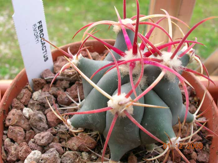 Ferocactus emoryi 